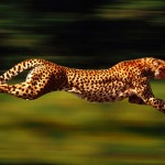 HIIT Workout For Rapid Fat Loss