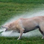 7 Metabolism Boosting Foods That Blast Belly Fat Thirsty Dog 1007 150x150 7 Metabolism Boosting Foods That Blast Belly Fat