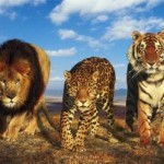 Win A Free Year of the Trainer Josh Inner Circle! bigcatz2 150x150 Win A Free Year of the Trainer Josh Inner Circle!