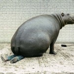 Do Carbs Make You Fat? YES + Stupid Too doobious fat vegetarian 150x150 Do Carbs Make You Fat? YES + Stupid Too