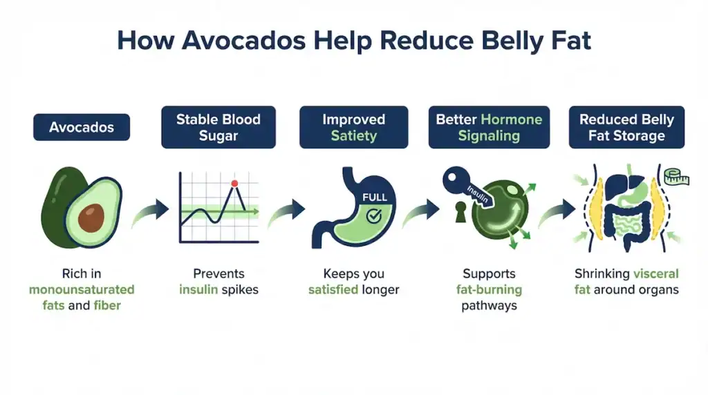 Diagram showing how monounsaturated fats and fiber in avocados stabilize blood sugar, increase satiety, and help reduce belly fat storage.