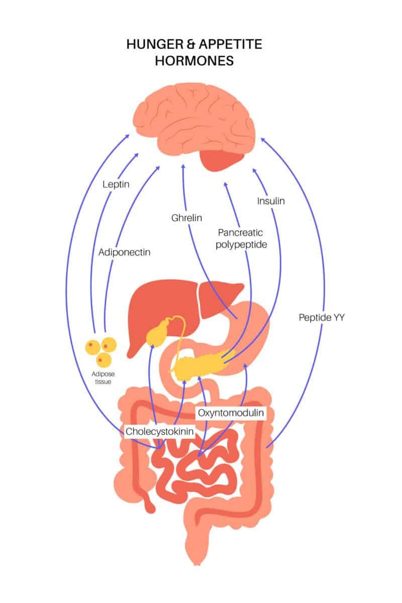 hunger appetite hormones