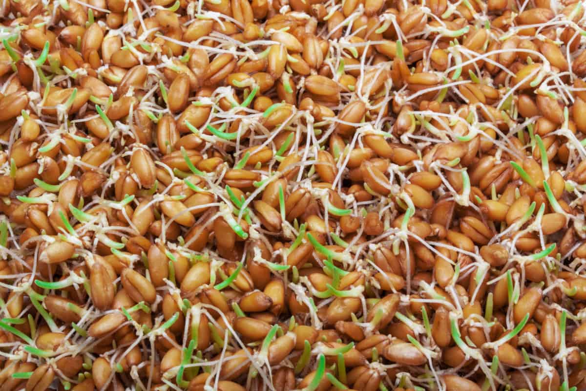 sprouted grains better for you