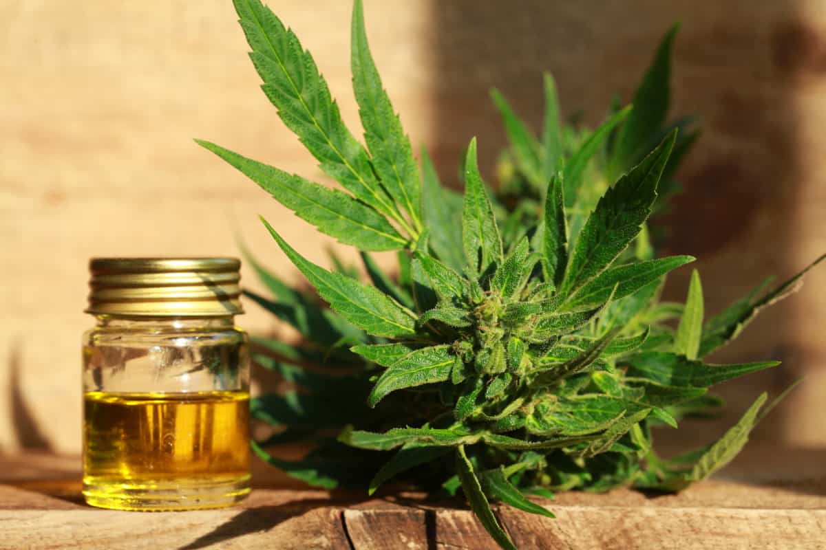 cbd oil and hemp plant