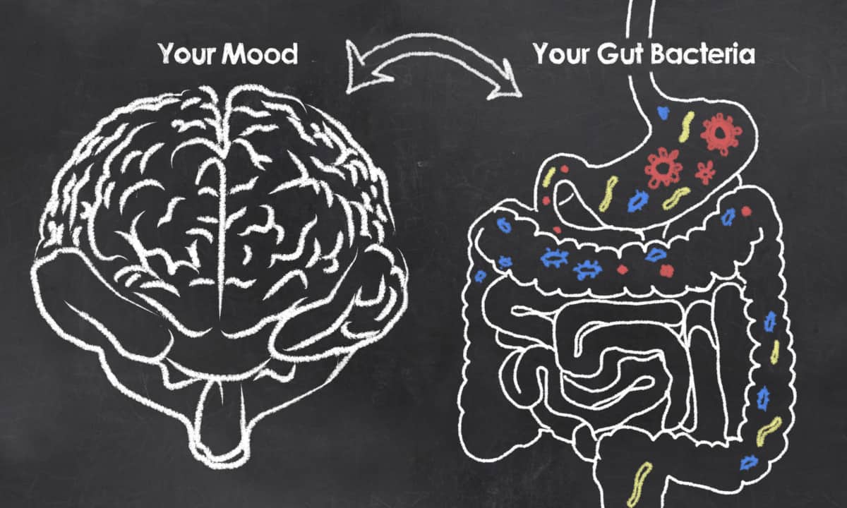 probiotics mood stress anxiety