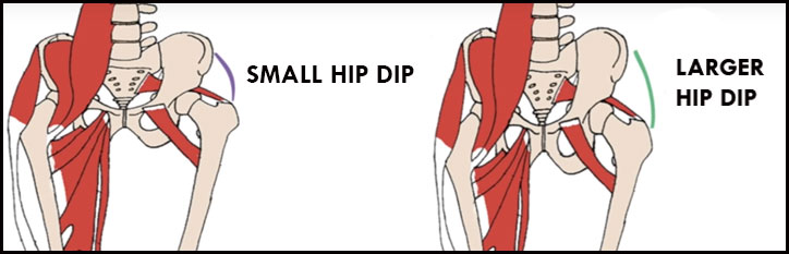 hip dips bone structure human anatomy