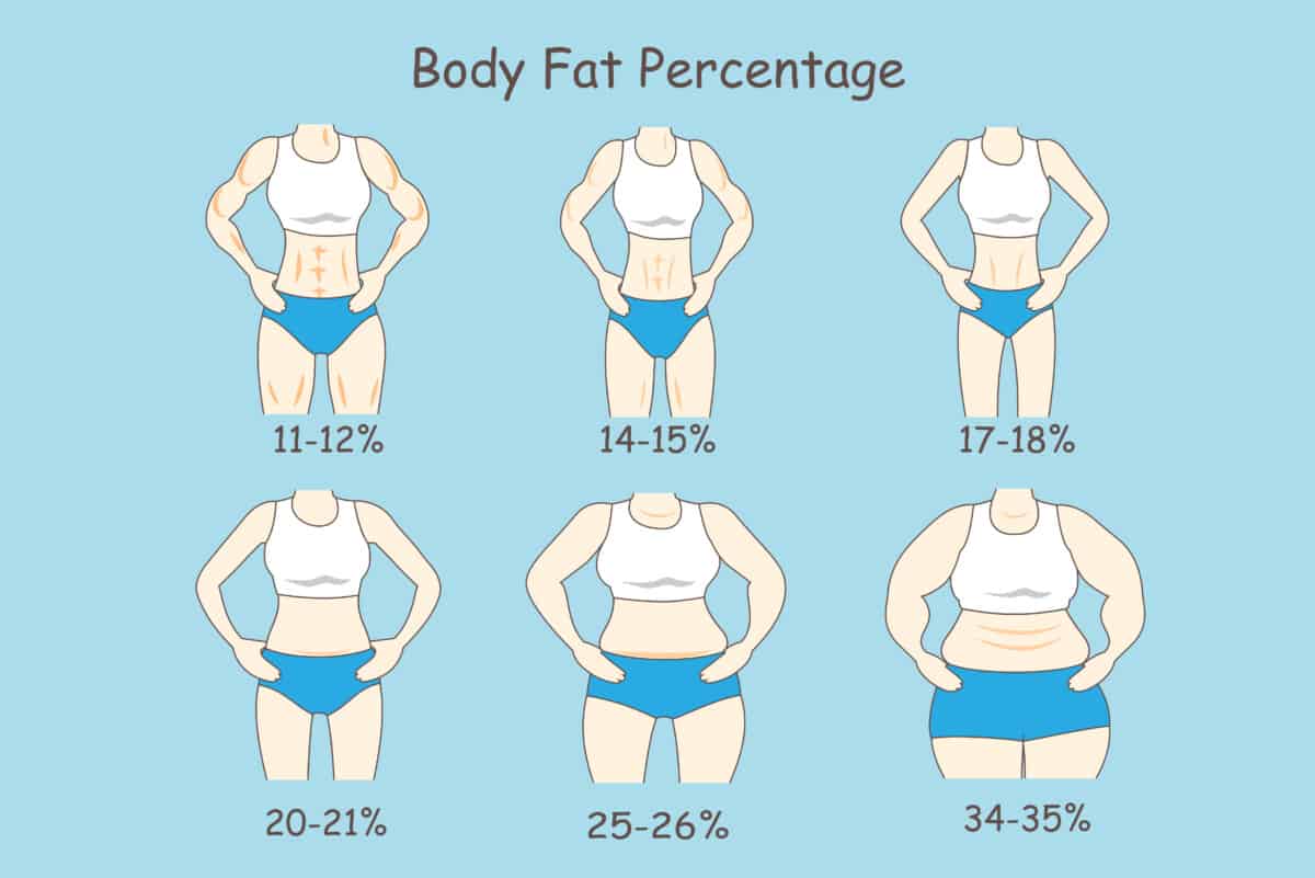 body fat percentages