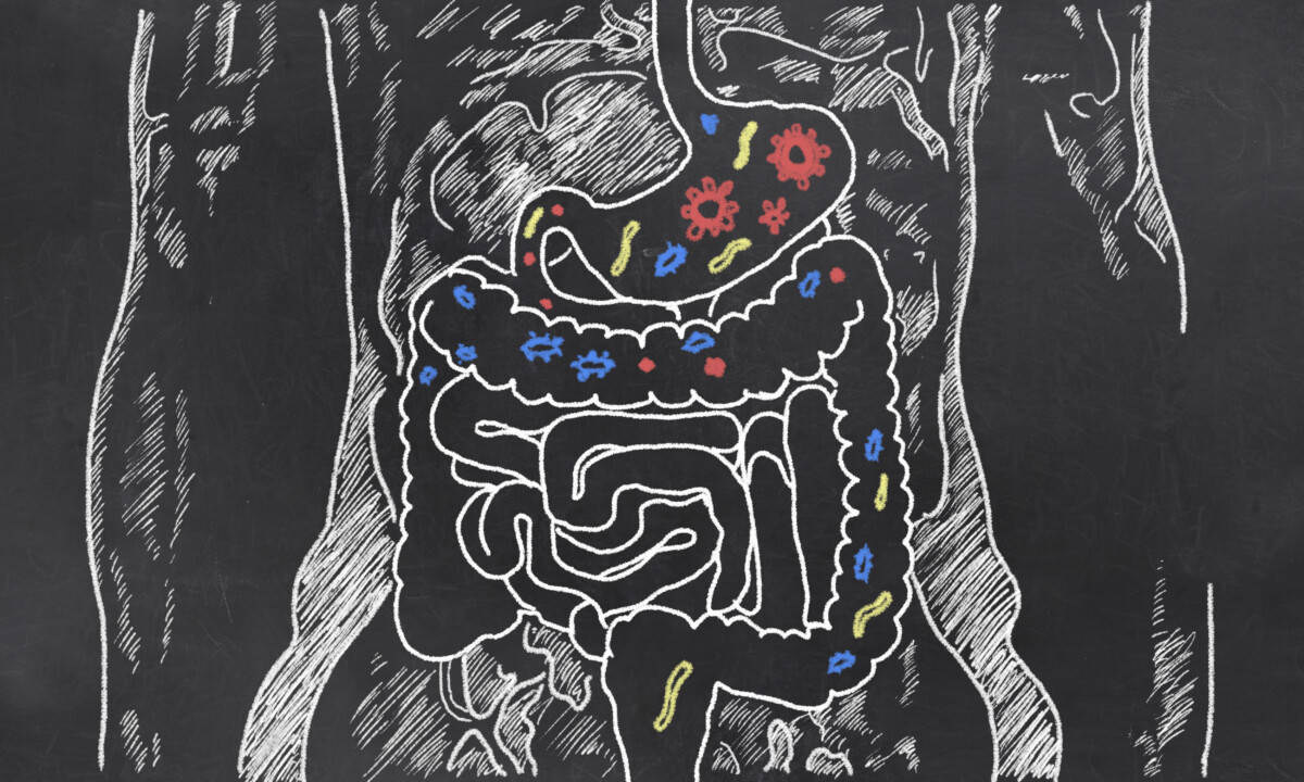 gut health bacteria chalk drawing gut health men belly fat