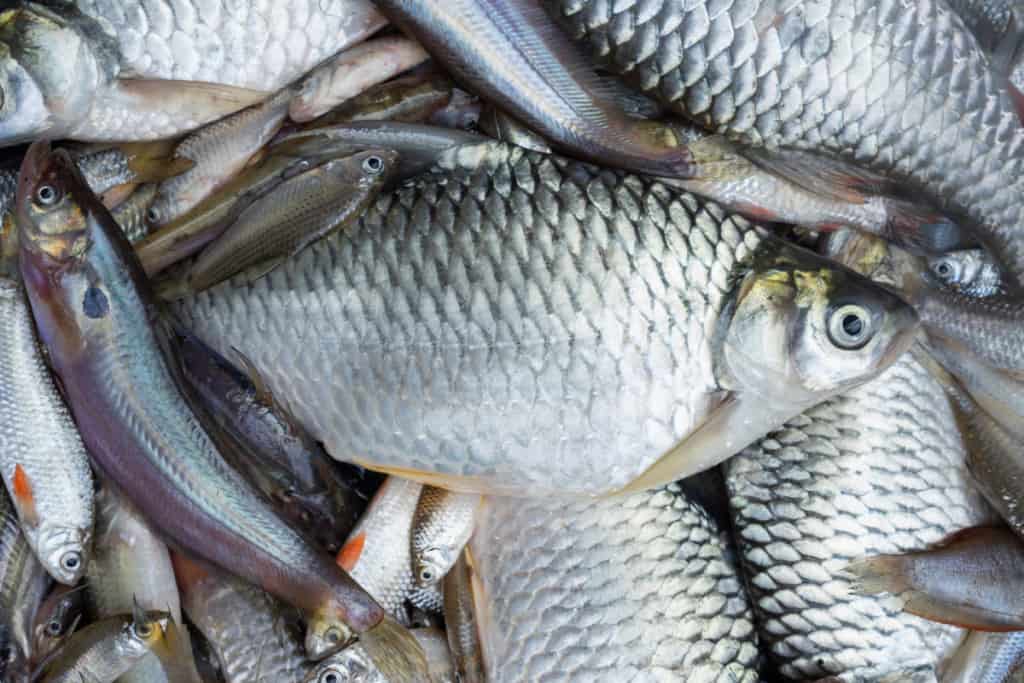Why Tilapia Is Bad for You (But You Can Still Eat It)