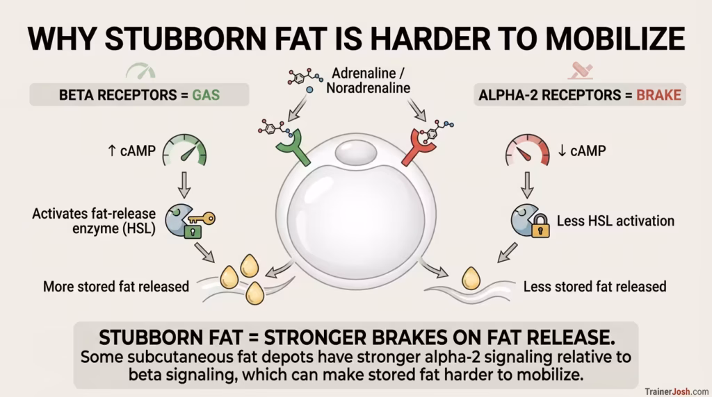 Infographic showing how beta receptors increase fat mobilization while alpha-2 receptors reduce it, helping explain why some side fat is harder to lose.