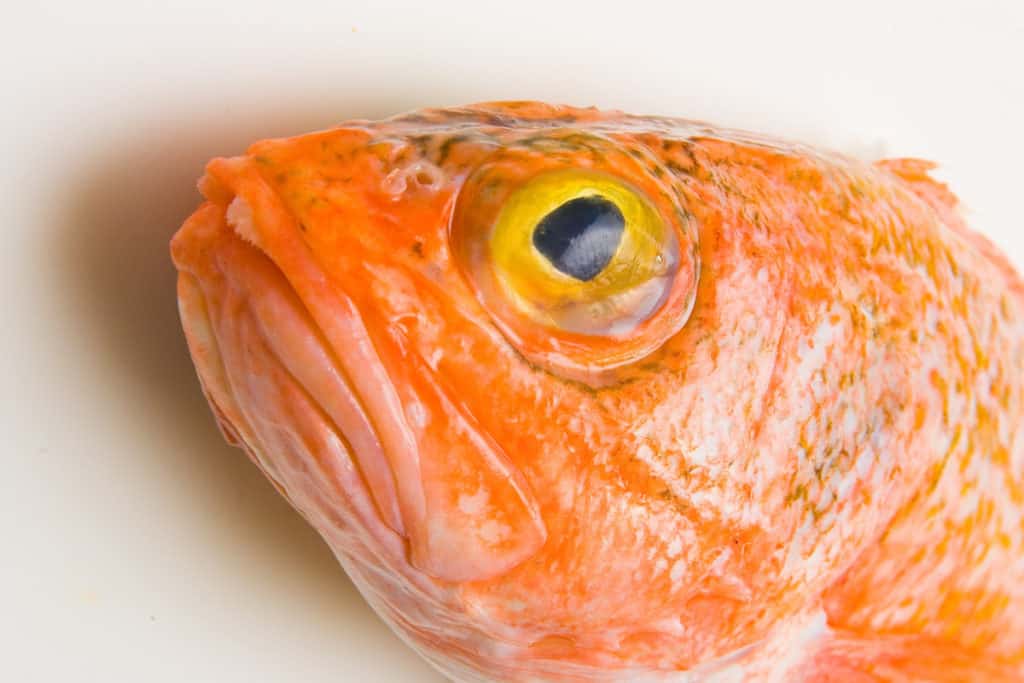 Top 10 Worst Fish to Eat for Health (Don't Eat These Fish!)