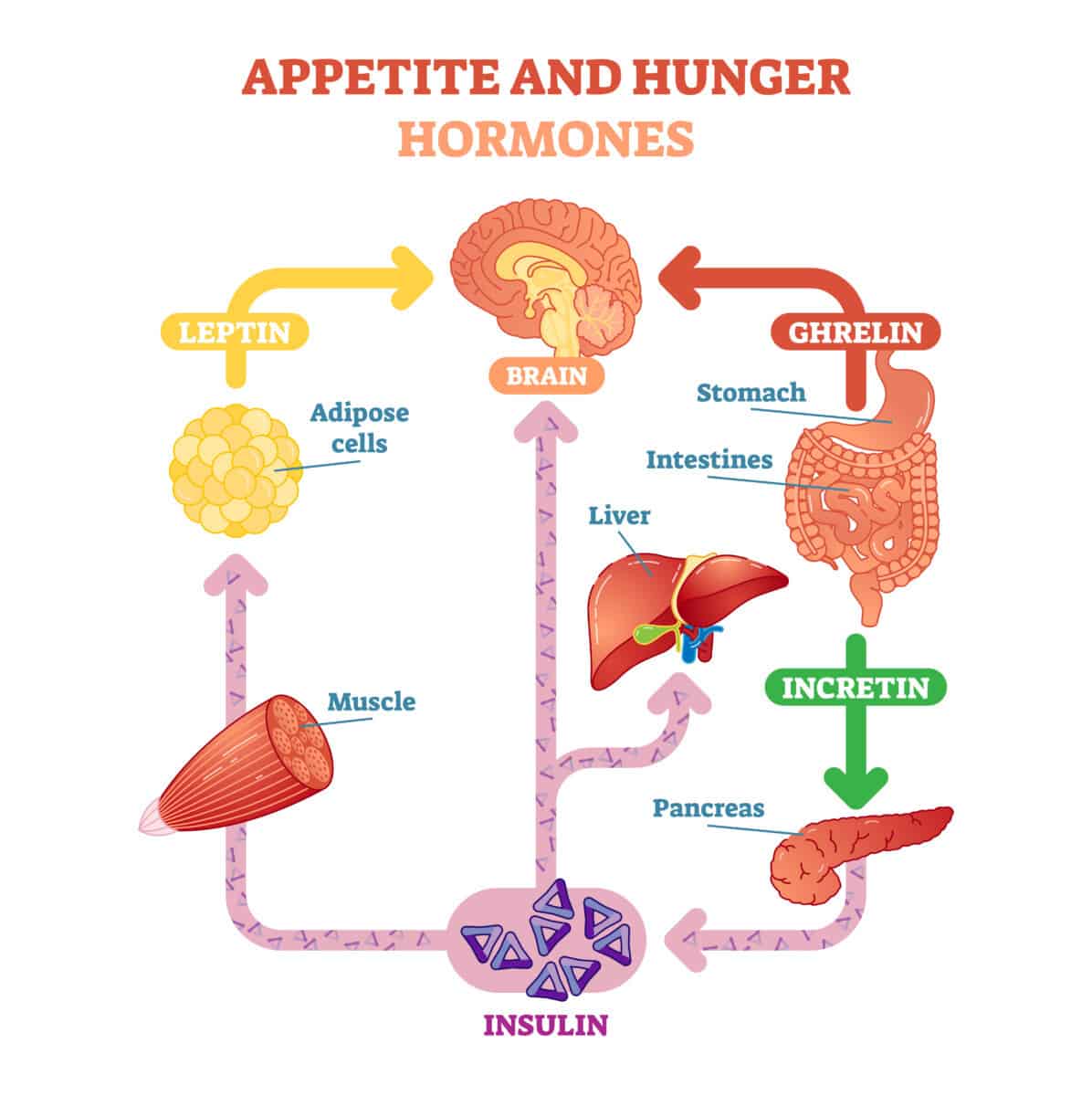 appetite hunger hormones