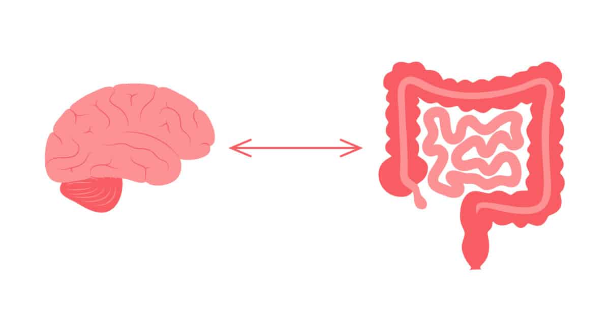 gut brain axis connection