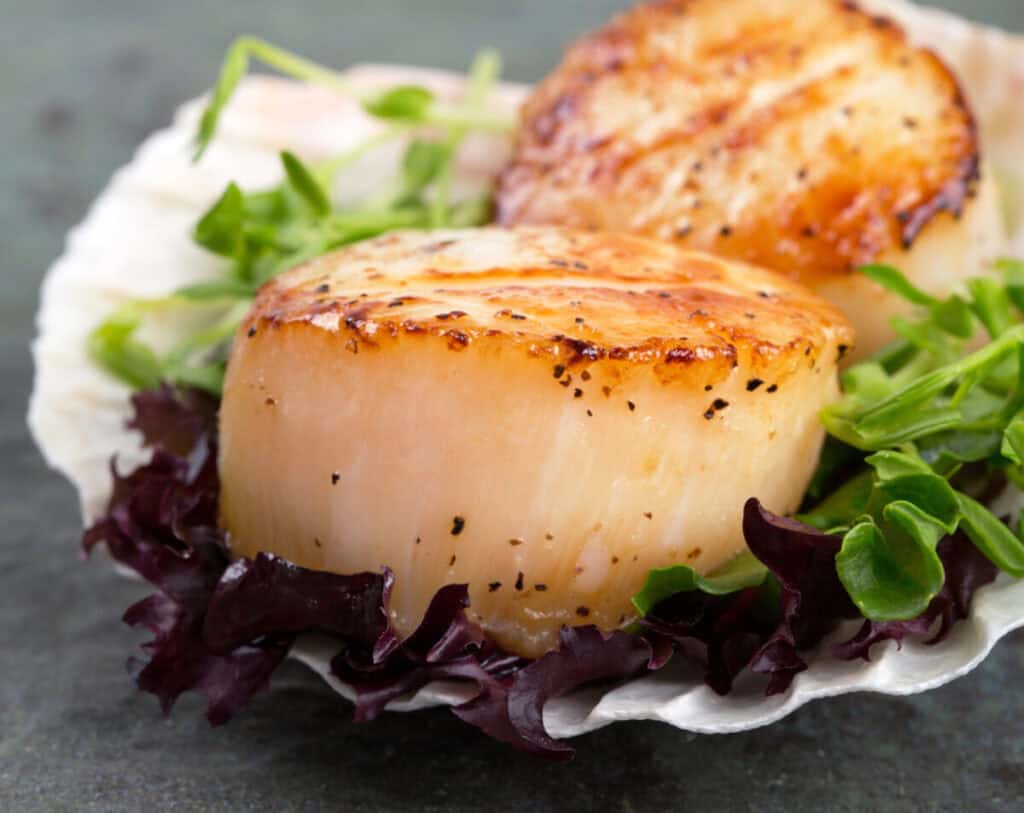 seared scallops on lettuce seared scallops on lettuce
