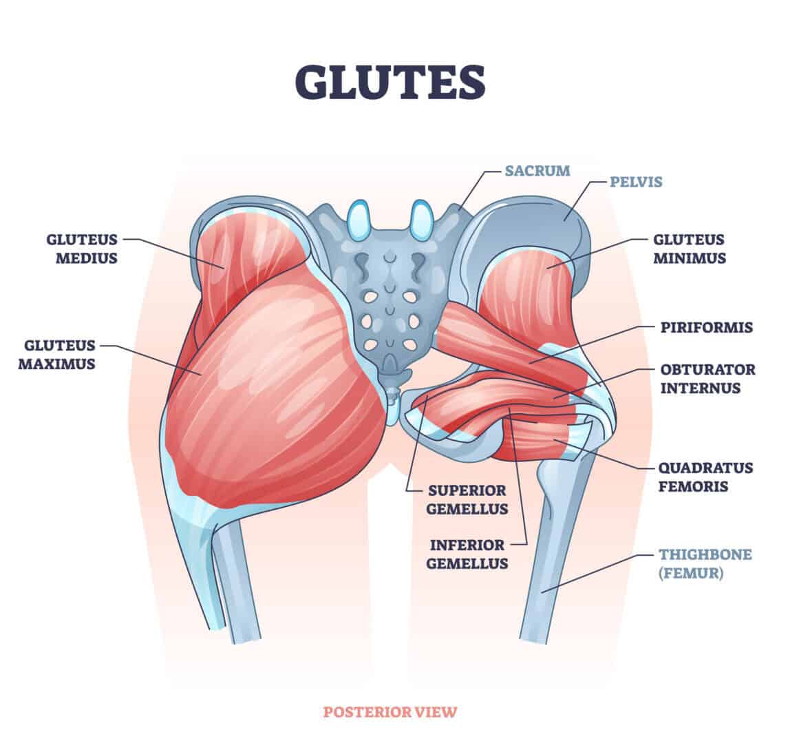 gluteal muscles anatomy edited gluteal muscles anatomy edited