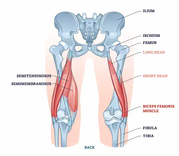 hamstring anatomy hamstring muscles anatomy