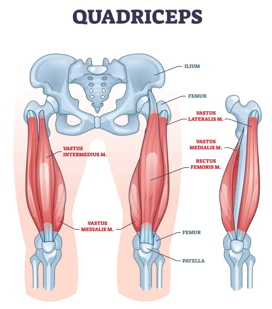 Quadriceps muscle and quads leg muscular or bone anatomy outline diagram