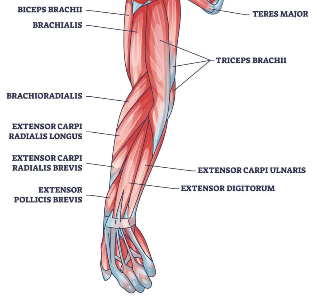 forearm muscle anatomy forearm muscle anatomy
