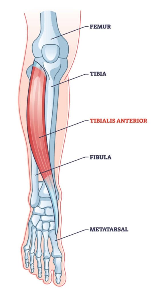 tibialis anterior anatomy illustration tibialis anterior anatomy illustration