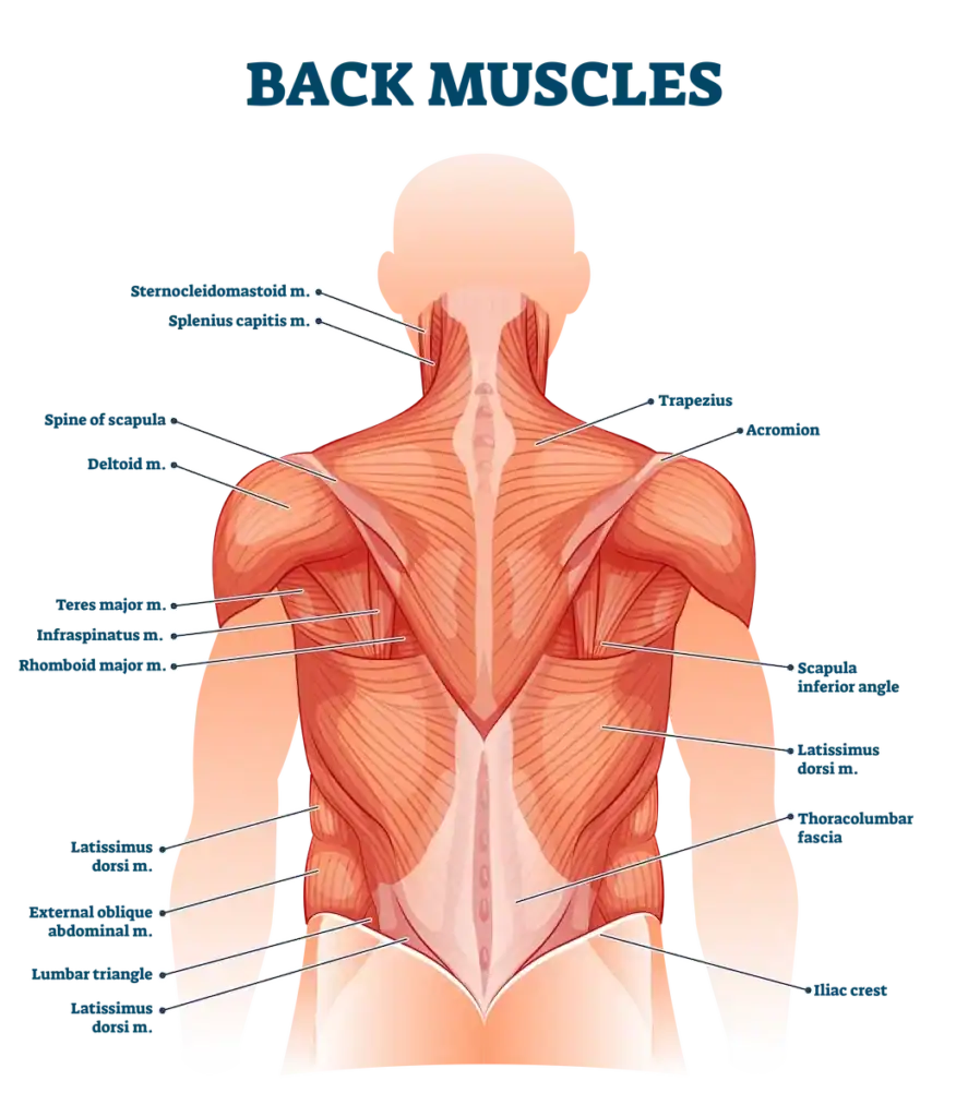 **ADA-Compliant Alt Text:**> Anatomical illustration of the human back muscles viewed from behind. Labels identify major muscle groups including the trapezius, deltoid, infraspinatus, teres major and minor, latissimus dorsi, erector spinae, external oblique, and gluteus medius. The image highlights the layered structure of upper, mid, and lower back muscles, showing how they connect from the shoulders down to the lower spine and hips.