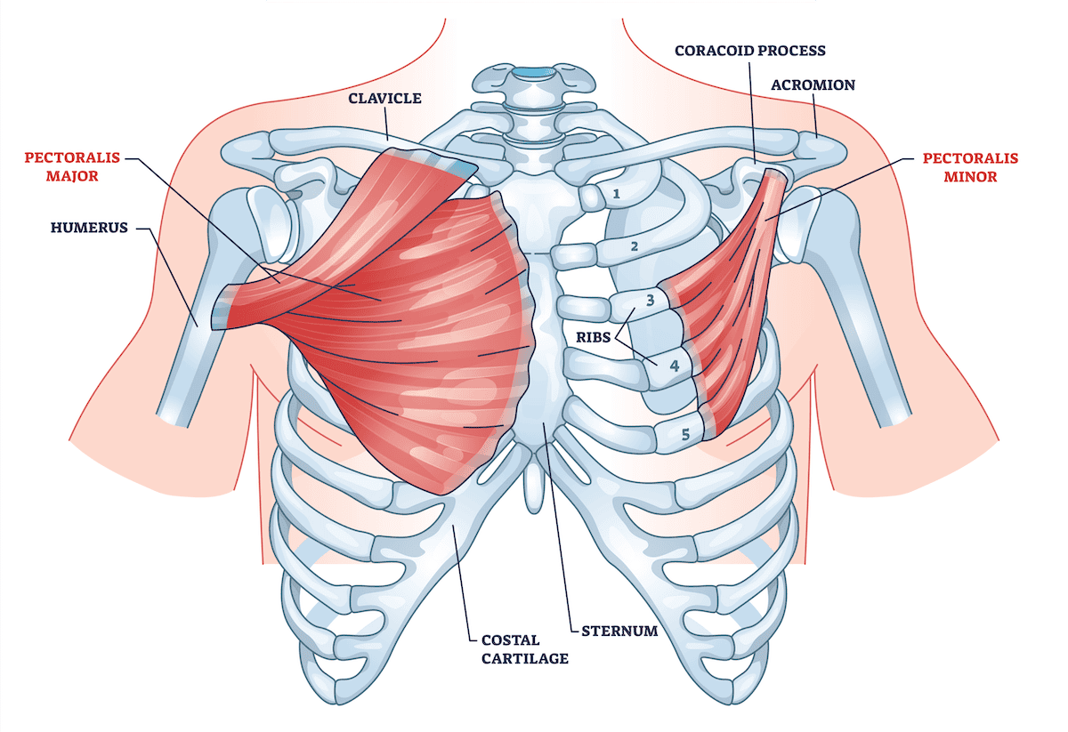 10 Best Bodyweight Chest Exercises At Home Workout Plan