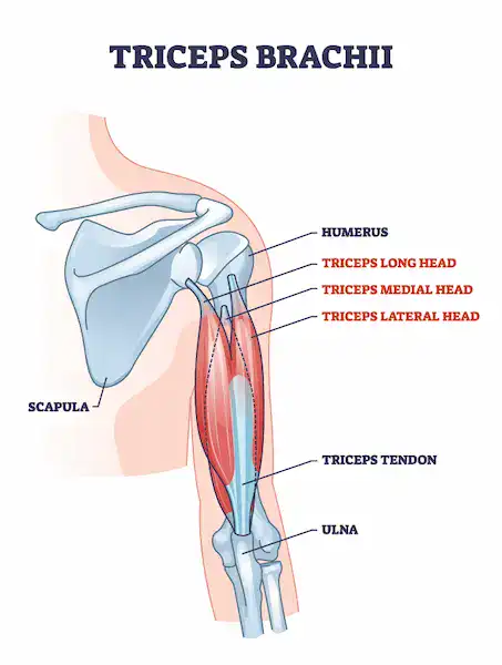 triceps brachii muscle anatomy illustration Illustration of the triceps brachii anatomy showing the long, medial, and lateral heads and their attachment to the humerus and ulna.