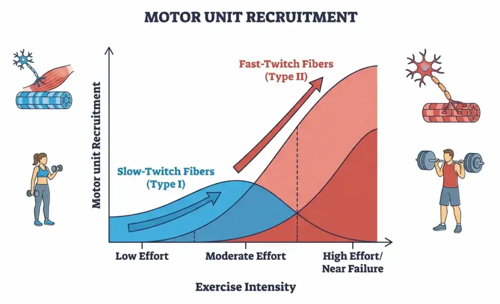 motor unit recruitment Graph showing motor unit recruitment increasing from slow-twitch to fast-twitch fibers as exercise intensity approaches failure.