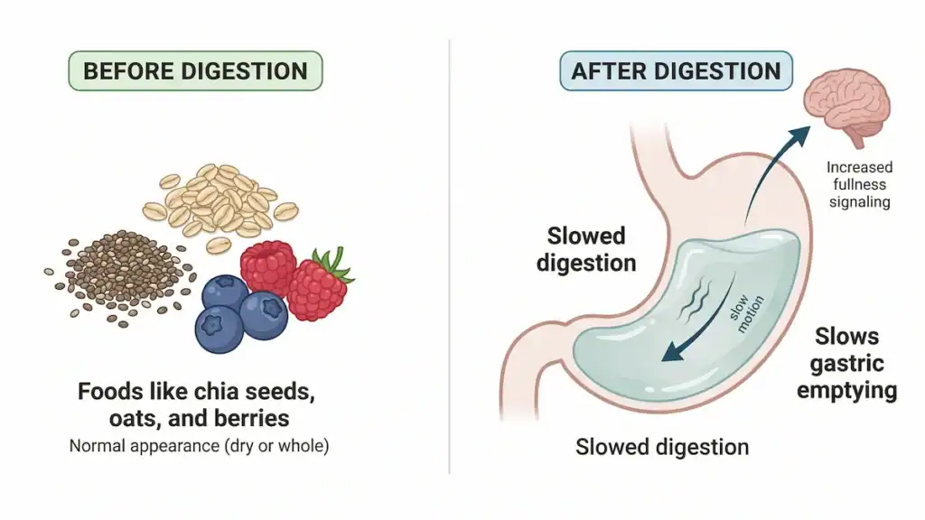 diagram showing how soluble fiber forms a gel in the gut to slow digestion and increase fullness